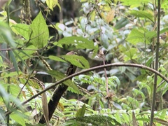 Silvicultrix diadema