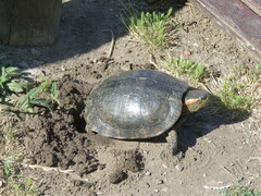 Trachemys dorbigni