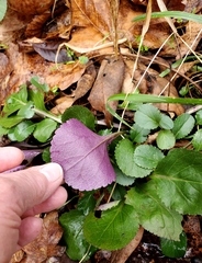 Packera obovata