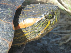 Trachemys dorbigni