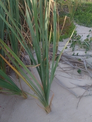 Panicum racemosum