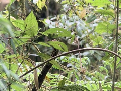 Silvicultrix diadema