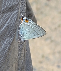 Hypolycaena erylus