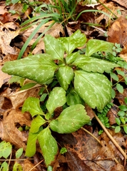 Pachysandra procumbens