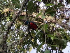 Trogon personatus