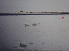 Platalea leucorodia