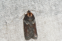 Acleris celiana