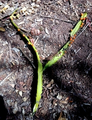 Pfeiffera monacantha