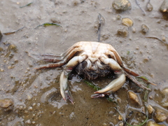 Liocarcinus navigator