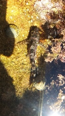 Chironemus marmoratus