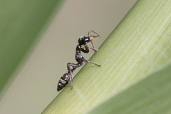 Pseudomyrmex gracilis