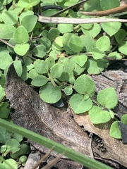 Houstonia procumbens
