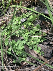 Houstonia procumbens