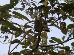 Cnemoscopus rubrirostris