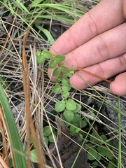 Houstonia procumbens