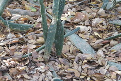 Opuntia karwinskiana