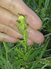 Lepidium bipinnatifidum