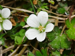Geranium potentilloides