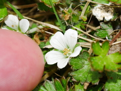 Geranium potentilloides