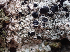 Tephromela atra