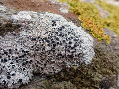 Tephromela atra