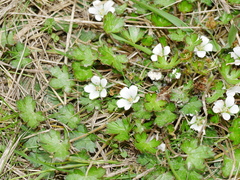 Geranium potentilloides
