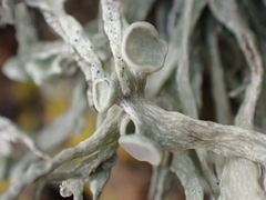 Ramalina siliquosa