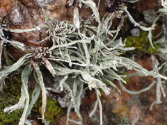 Ramalina siliquosa