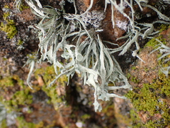 Ramalina siliquosa
