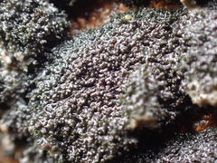Lecanoromycetes