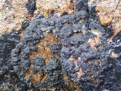 Lecanoromycetes