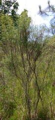 Acanthostyles buniifolius