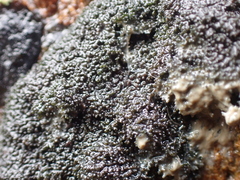 Lecanoromycetes