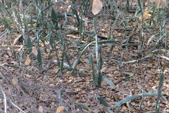 Opuntia karwinskiana