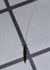Oecetis