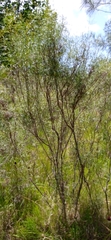 Acanthostyles buniifolius