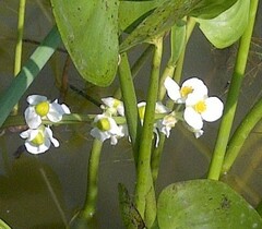 Sagittaria