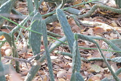 Opuntia karwinskiana