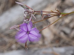 Thysanotus thyrsoideus