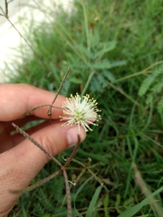 Desmanthus acuminatus