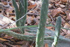 Opuntia karwinskiana