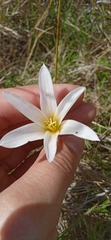 Zephyranthes mesochloa