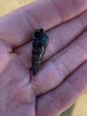 Zeacumantus lutulentus