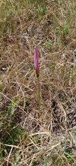 Zephyranthes mesochloa