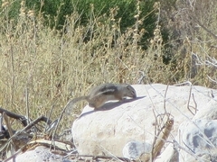 Ammospermophilus interpres