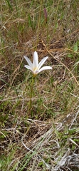 Zephyranthes mesochloa