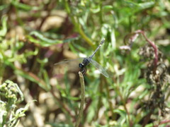 Erythrodiplax nigricans