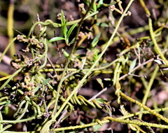 Cassytha pubescens