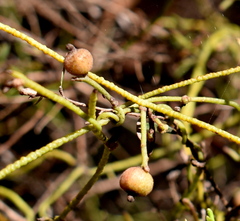 Cassytha pubescens