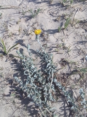 Senecio crassiflorus